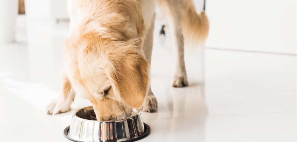 The Effects Of Diet On Dogs' Behaviour